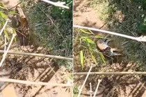 Lên núi xem thiên nhiên hoang dã, đụng độ ngay điều đáng sợ