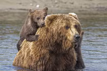 Ấn tượng gấu mẹ bình tĩnh giúp con vượt sông sâu 