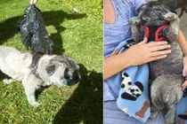 Hành trình thoát chết ngoạn mục của chó bị bỏ thùng rác