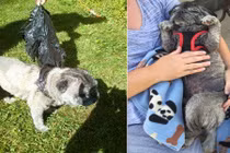 Hành trình thoát chết ngoạn mục của chó bị bỏ thùng rác