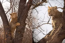 Kịch tính sư tử và báo gấm đấu trí trên cây