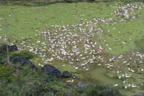 Kinh hoàng cảnh tượng hàng triệu con lợn chết đuối