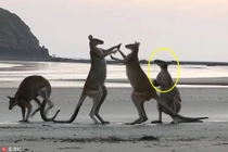 Bé chuột túi can ngăn đàn anh đánh nhau và kết đau đớn