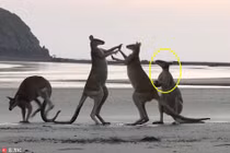 Bé chuột túi can ngăn đàn anh đánh nhau và kết đau đớn