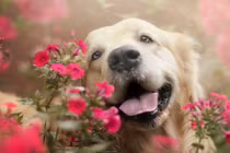 Những khoảnh khắc chó cưng diễn sâu hơn người mẫu 