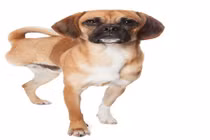 Ảnh động vật ấn tượng: Động vật tàn nhưng không phế