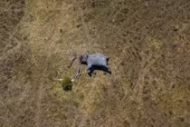 Kinh hoàng voi bị đầu độc, chặt vòi, cưa ngà đáng sợ 