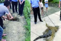 Đi tìm vịt lạc, người nông dân hốt hoảng phát hiện điều kinh dị 
