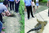 Đi tìm vịt lạc, người nông dân hốt hoảng phát hiện điều kinh dị 