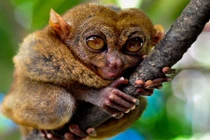 Điểm những loài khỉ quý hiếm nhất tự nhiên