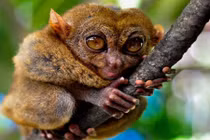 Điểm những loài khỉ quý hiếm nhất tự nhiên