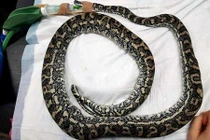 Nuốt phải trứng gà giả, trăn thảm gặp bi kịch đáng sợ