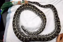 Nuốt phải trứng gà giả, trăn thảm gặp bi kịch đáng sợ