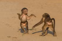 Khỉ đầu chó con diễn sâu khiến du khách phì cười 