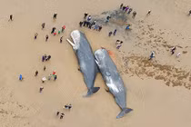 Cá nhà táng chết thảm, liên tục trôi dạt bờ ở Anh