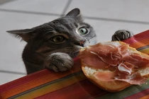 Khi mèo đáng yêu hóa siêu đạo chích ngay trong nhà 