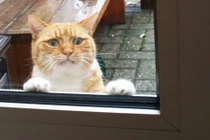 Muôn kiểu động vật đáng yêu xin chủ nhân ai cũng mê