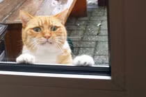 Muôn kiểu động vật đáng yêu xin chủ nhân ai cũng mê