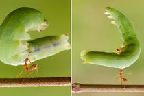 Những sự thật về sinh học kỳ lạ khiến bạn bàng hoàng