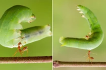 Những sự thật về sinh học kỳ lạ khiến bạn bàng hoàng