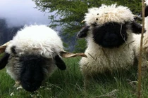 Khuôn mặt ma quái của loài cừu này sẽ khiến bạn bị ám ảnh