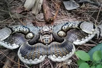 Choáng ngợp phát hiện loài bướm khổng lồ đầy bí ẩn