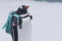 Giữa băng tuyết thơ mộng, chim cánh cụt đeo ba lô nổi như cồn