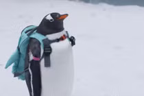 Giữa băng tuyết thơ mộng, chim cánh cụt đeo ba lô nổi như cồn