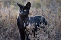 Sự thực mèo đen huyền thoại châu Phi xuất hiện quyến rũ