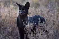 Sự thực mèo đen huyền thoại châu Phi xuất hiện quyến rũ
