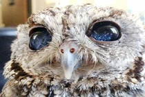 Con cú chứa cả vũ trụ trong đôi mắt và sự thật đau thương