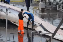 Phẫn nộ cảnh xẻ thịt cá voi công khai trên cảng 