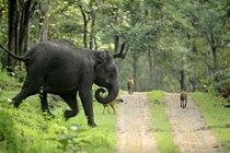 Voi rừng Ấn Độ một mình đánh trả 13 chó rừng tập kích
