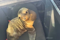 Sư tử biển cản trở giao thông, vội "đầu thú" cảnh sát 