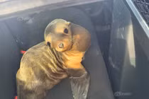 Sư tử biển cản trở giao thông, vội "đầu thú" cảnh sát 