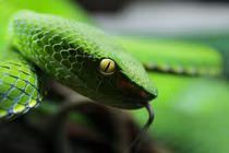 Những loài rắn độc nhất ở Việt Nam gây khiếp sợ