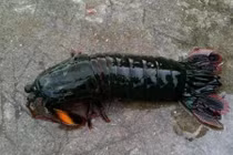 Chuyện lạ hôm nay: Nhặt được tôm lạ, mang về nuôi và kết đắng 