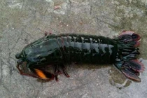 Chuyện lạ hôm nay: Nhặt được tôm lạ, mang về nuôi và kết đắng 