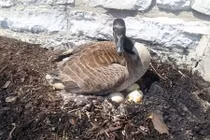 Xúc động ngỗng mẹ sẵn sàng chết để bảo vệ đàn con 