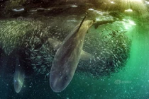 Bão mặc bão, cá mập vẫn sung sướng vì điều đơn giản này