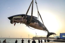 Cá voi khổng lồ trôi nổi, chết bất thường gây hãi hùng