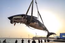 Cá voi khổng lồ trôi nổi, chết bất thường gây hãi hùng