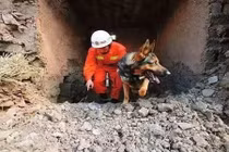 Cận cảnh cuộc sống khắc nghiệt của những con chó cứu hộ 