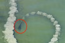 Cá heo bơi tròn khuấy đục làn nước và sự thật bất ngờ