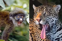 Cực hài những khoảnh khắc động vật hoang dã ngạc nhiên trố mắt 