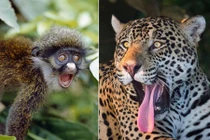 Cực hài những khoảnh khắc động vật hoang dã ngạc nhiên trố mắt 
