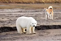 Gấu Bắc cực con vượt hơn 700km để làm điều bất ngờ này