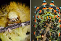 Những loài côn trùng kinh khủng chỉ cần nhìn cũng muốn ngất