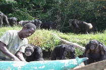 Những con tinh tinh bị thí nghiệm y tế giờ ra sao?