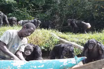 Những con tinh tinh bị thí nghiệm y tế giờ ra sao?